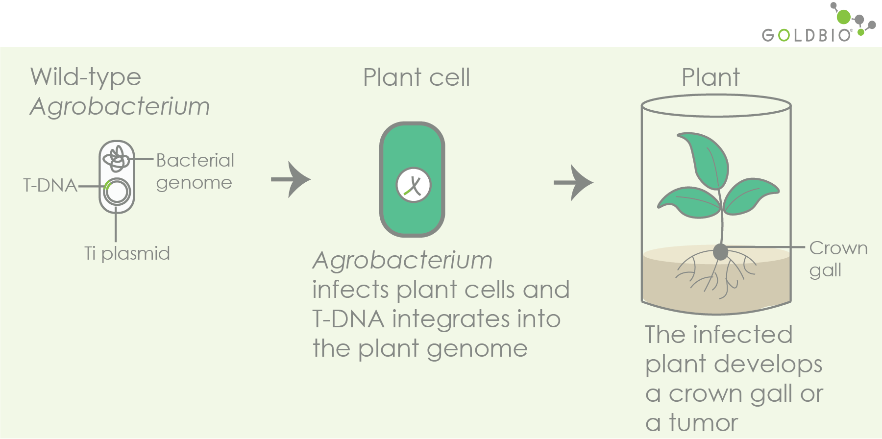 A Quick Overview of Agrobacterium for Plant Transformation GoldBio